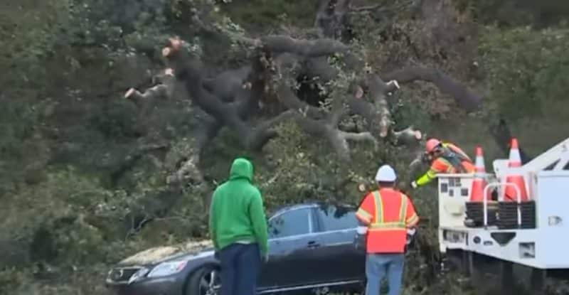 Локальные новости: В Калифорнии на пожилую женщину упало 18-метровое дерево