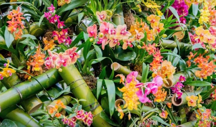Афиша: В субботу в Нью-Йорке стартует знаменитое шоу орхидей