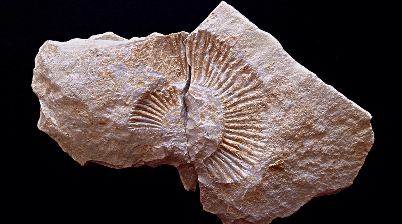 Наука: 6-летняя девочка случайно нашла окаменелость возрастом 65 миллионов лет