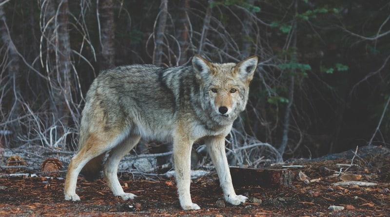 Локальные новости: Жители Нью-Йорка подверглись нападению койота
