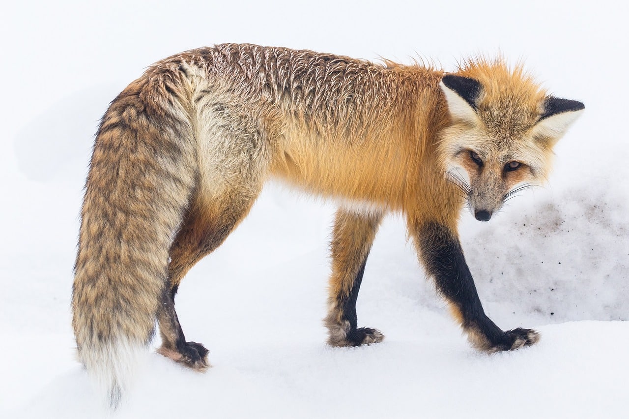 Yellowstone red fox