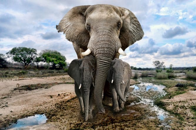 Закон и право: Битва за трофеи, или Что ждет африканских слонов?