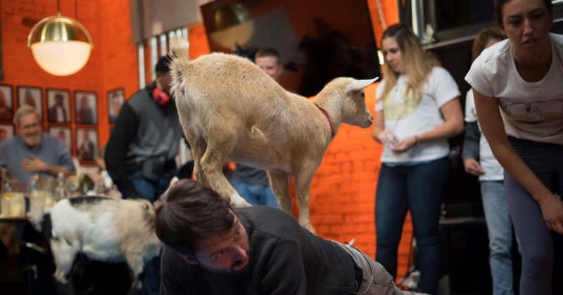 Здоровье: В Бруклине будут заниматься йогой вместе с козами