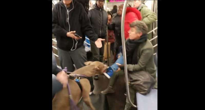 Происшествия: Питбуль напал на женщину в нью-йоркском метро