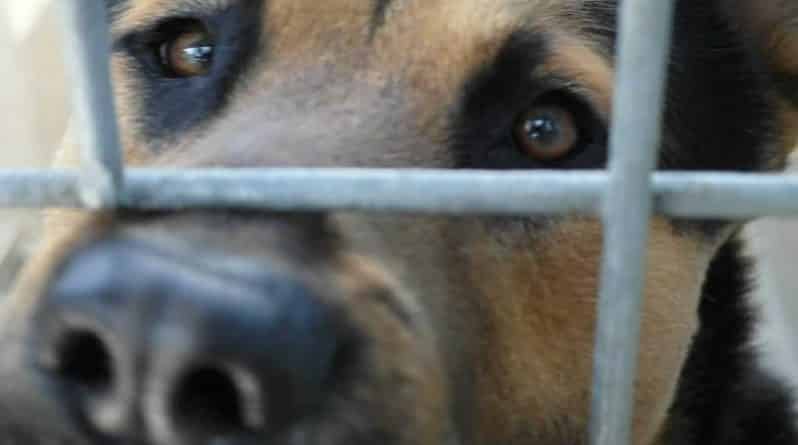 Закон и право: Конгресс против, чтобы американцы ели собак или кошек