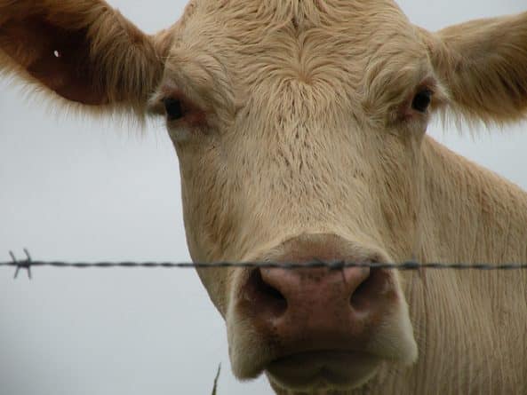 Наука: По вине человека всего через 200 лет на земле вымрут все животные крупнее коровы