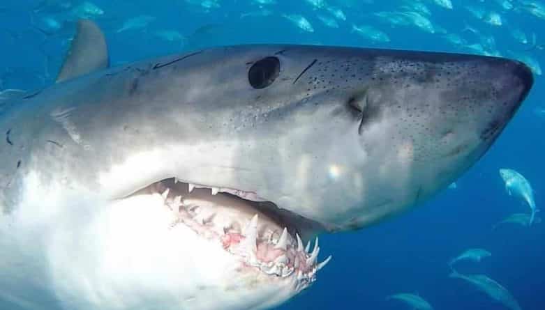Локальные новости: Большая белая акула Хилтон замечена в водах Мексиканского залива