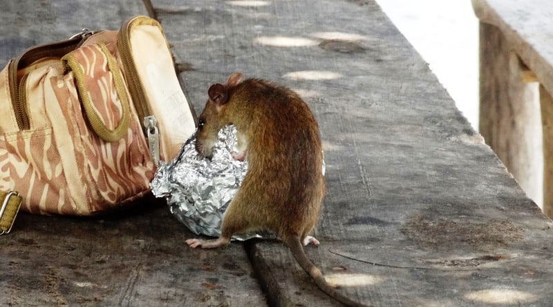 Локальные новости: Дома в Бруклине осаждают полчища крыс