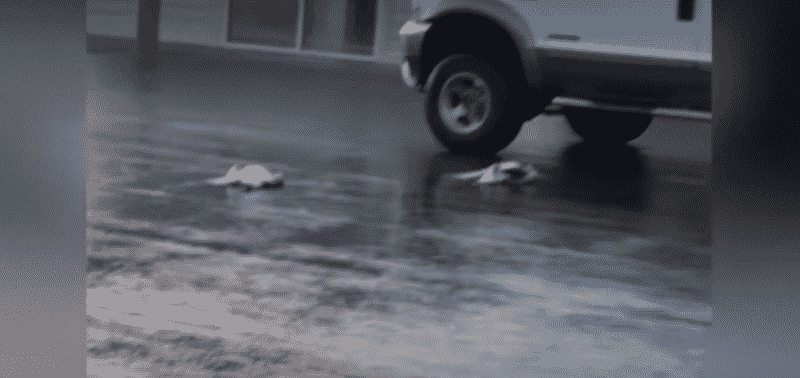 Локальные новости: В Айдахо прошел дождь из мертвых гусей