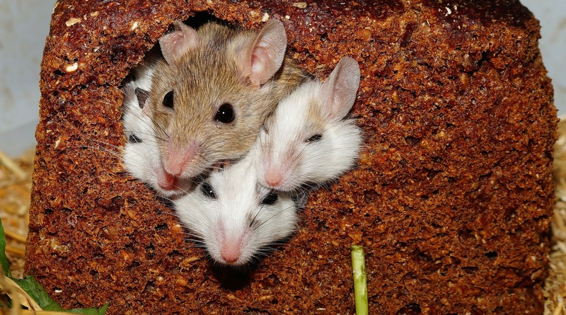 Здоровье: Мыши в Нью-Йорке могут переносить сальмонеллез и дизентерию
