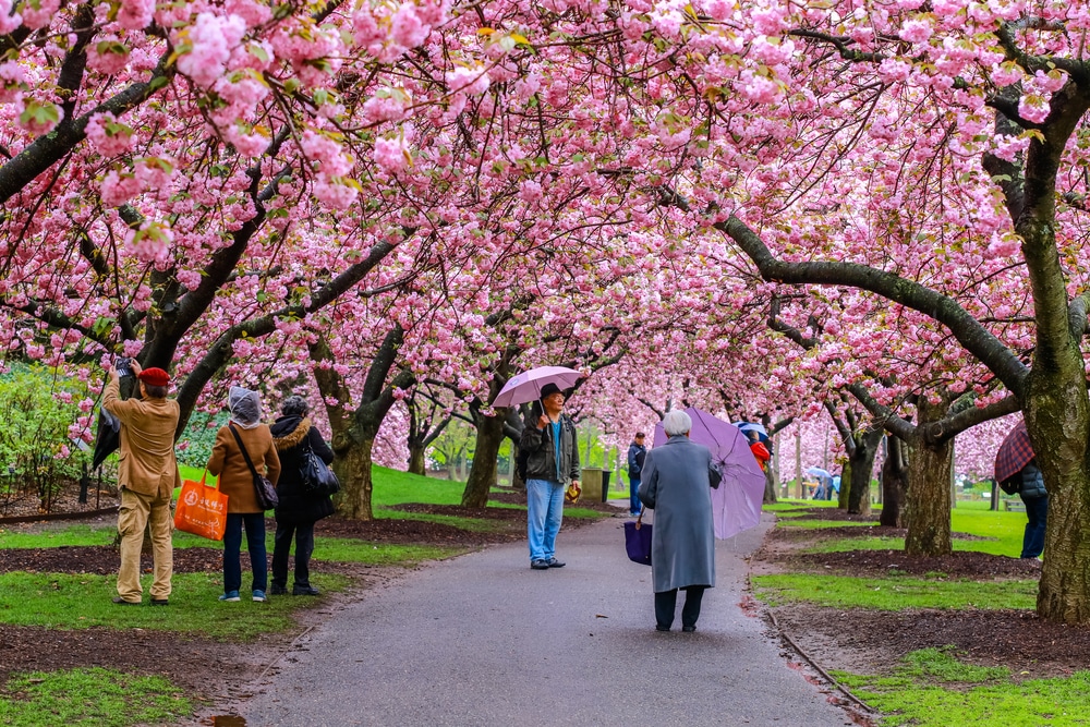 Афиша: Где посмотреть на цветение сакуры в Нью-Йорке
