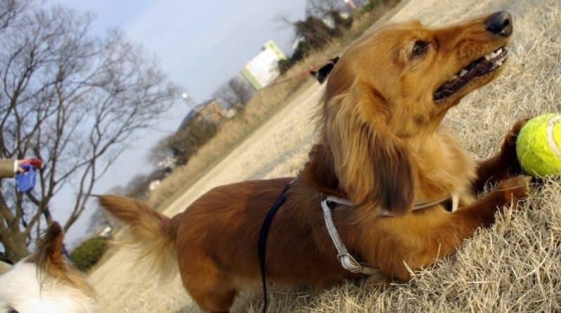 Происшествия: В Оклахоме женщину до смерти истерзали маленькие собаки, принадлежащие соседу