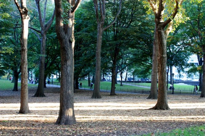 Здоровье: 99% ньюйоркцев живут в 10 минутах ходьбы от парка