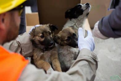 В мире: Почти 200 чернобыльских щенков обретут дом в США (фото)