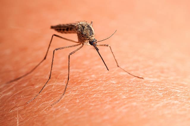 Здоровье: В России миллионы комаров терроризируют Воронежскую область, люди боятся выходить из дома