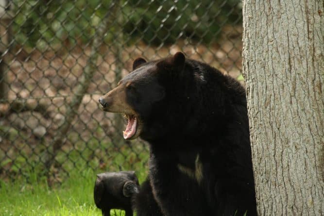 Происшествия: Медведь напал на 5-летнюю девочку в ее собственном дворе