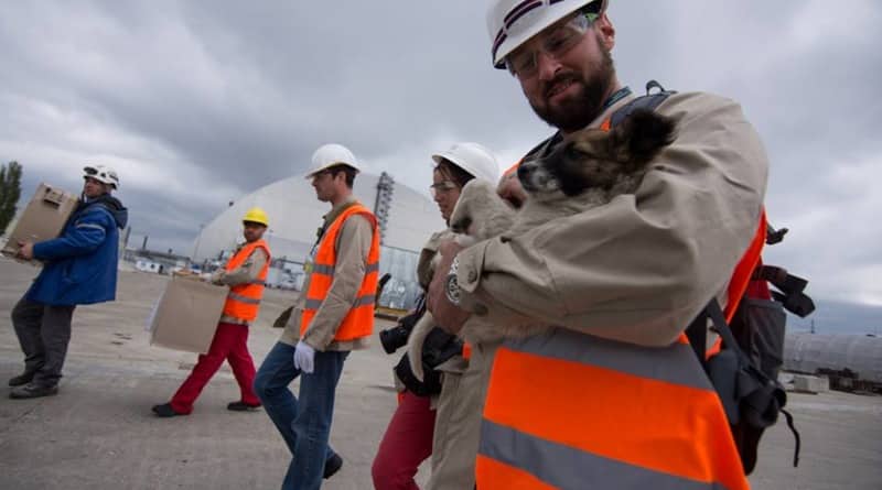 В мире: Почти 200 чернобыльских щенков обретут дом в США (фото)