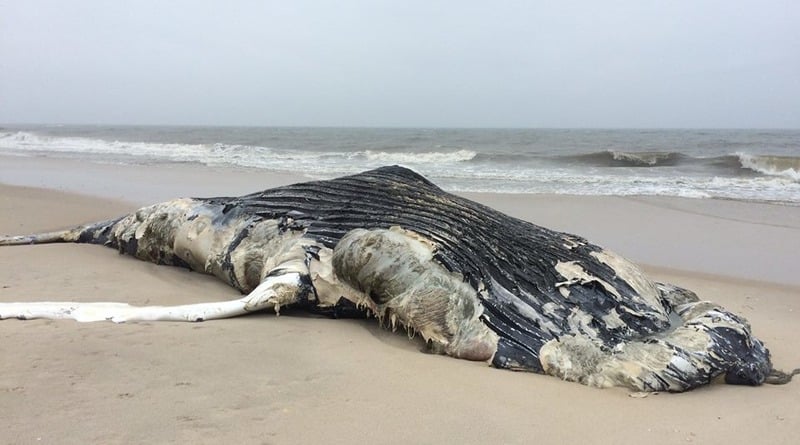 Локальные новости: Второй мертвый кит в течение недели найден на пляже в Нью-Йорке (фото)