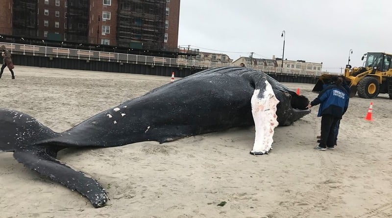 Локальные новости: 10-метрового мертвого кита выбросило на берег в Нью-Йорке (фото)