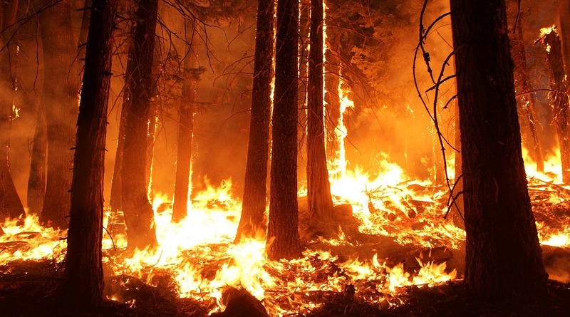 Закон и право: Подросток, устроивший лесной пожар в Орегоне, заплатит $36 млн