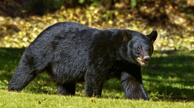 Локальные новости: В Нью-Джерси около жилых домов бродит черный медведь