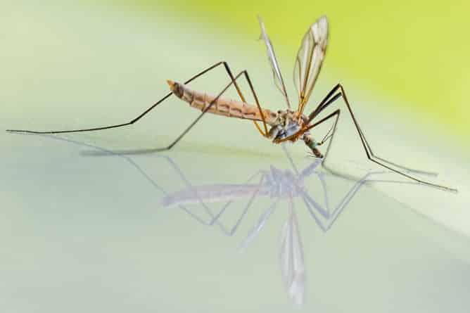 Полезное: Топ-10 самых «комариных» городов США