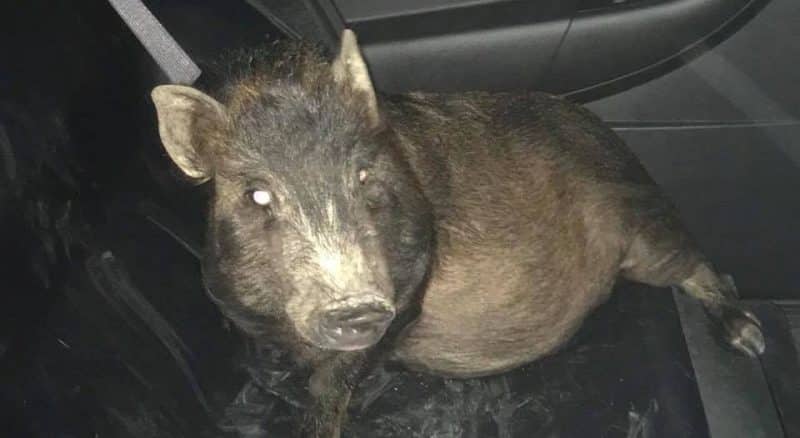 Локальные новости: Без шуток: в Огайо мужчину преследовала… свинья (фото)