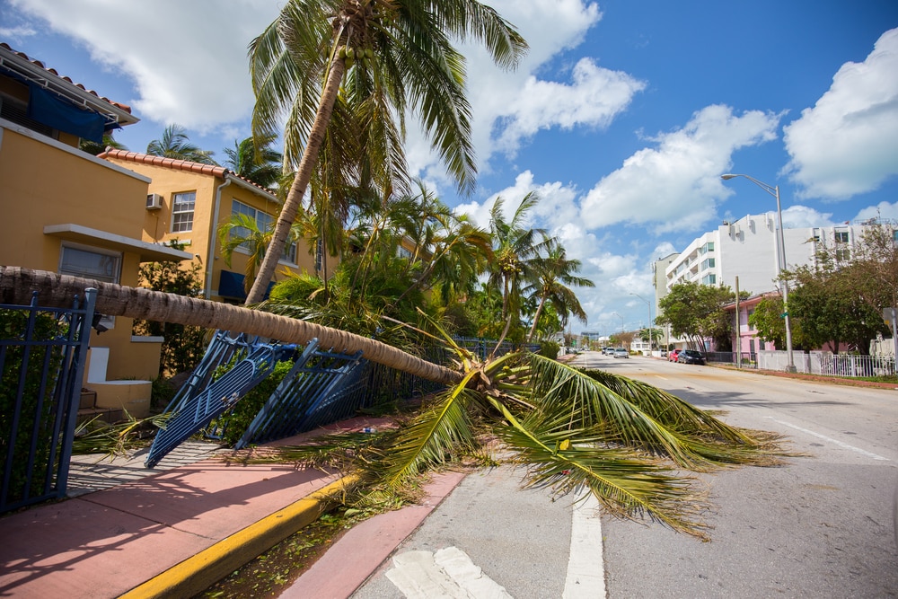 Полезное: Hurricane Miami