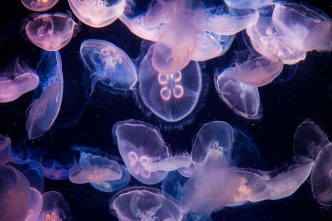 Здоровье: Возле пляжей Нью-Джерси появились «цепляющие» медузы