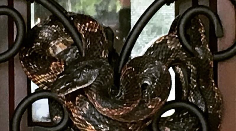 Локальные новости: Двухметровая крысиная змея не давала жителю Техаса войти в дом (фото)