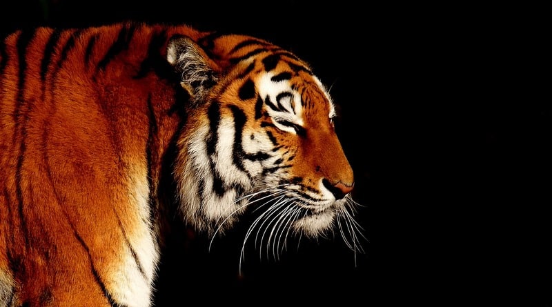 Локальные новости: Защитников животных возмутил тигр в клетке на школьном выпускном во Флориде (видео)