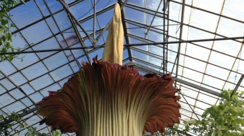 Афиша: Не пропустите! Трупный цветок в ботаническом саду Нью-Йорка расцветет на день