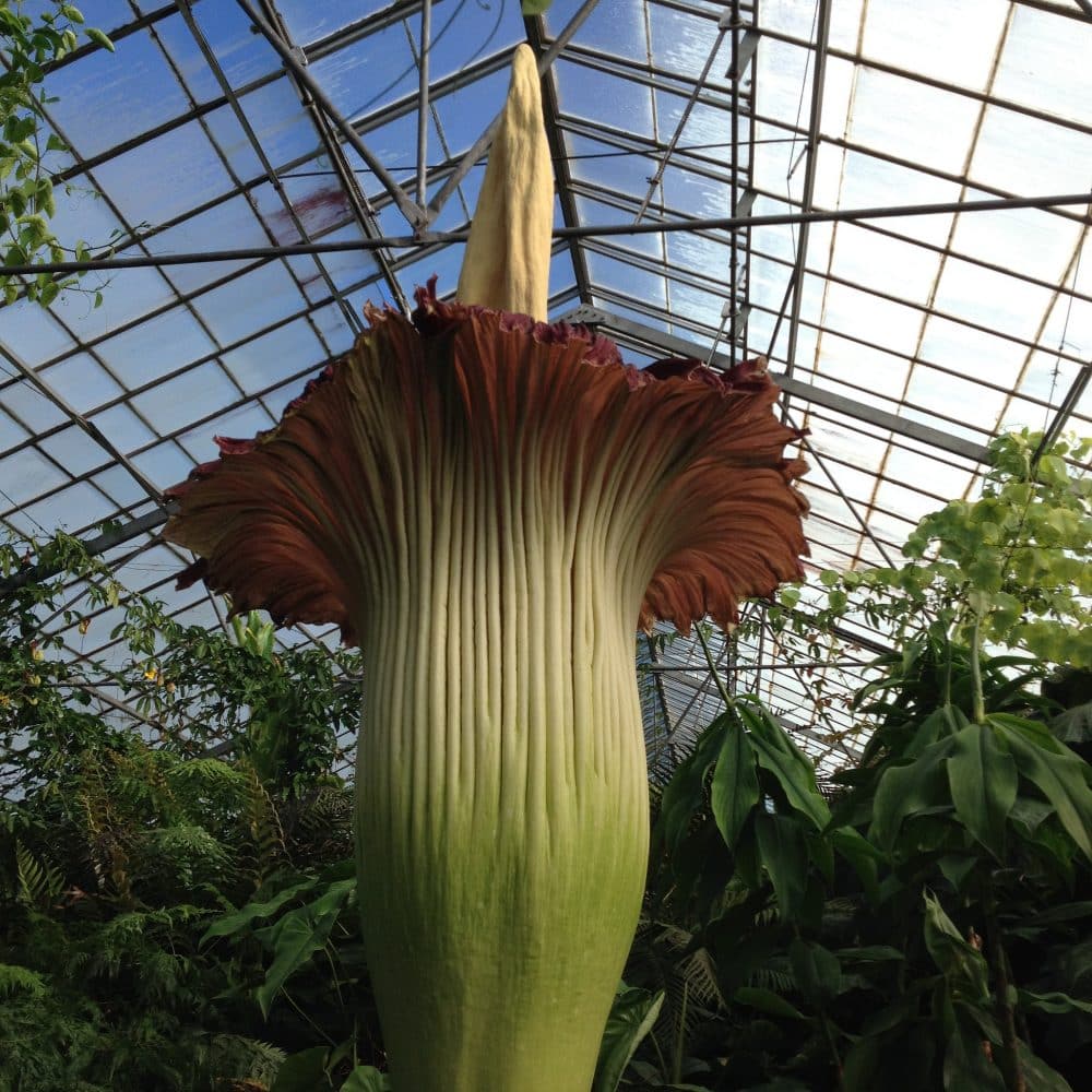 Афиша: Не пропустите! Трупный цветок в ботаническом саду Нью-Йорка расцветет на день