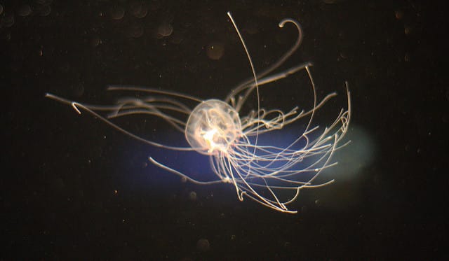 Здоровье: В США штат Нью-Джерси оккупировали ядовитые медузы
