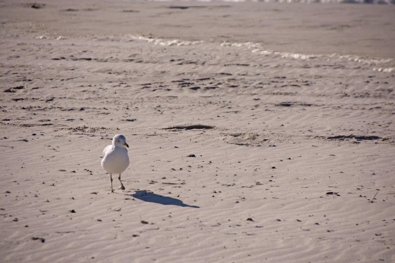 Полезное: бактерия пляж Нью-Йорка рис 2