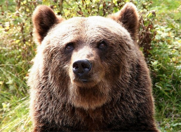 Происшествия: В Орегоне медведь стал виновником ДТП, в котором погиб пожарный из Бенда