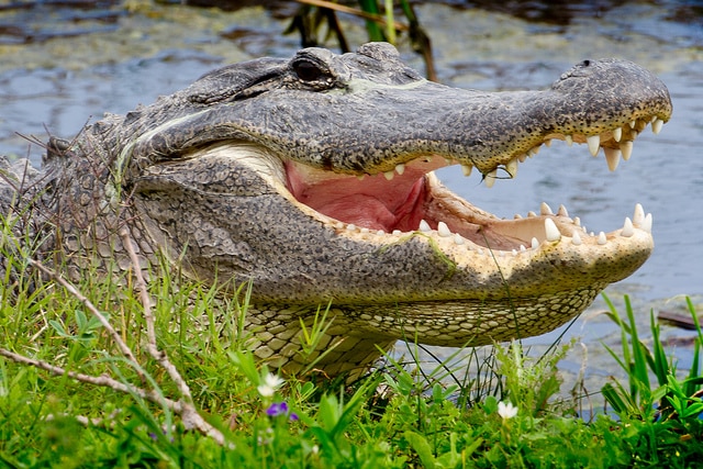 Происшествия: Во Флориде аллигатор напал на прогуливающуюся по парку женщину и съел ее