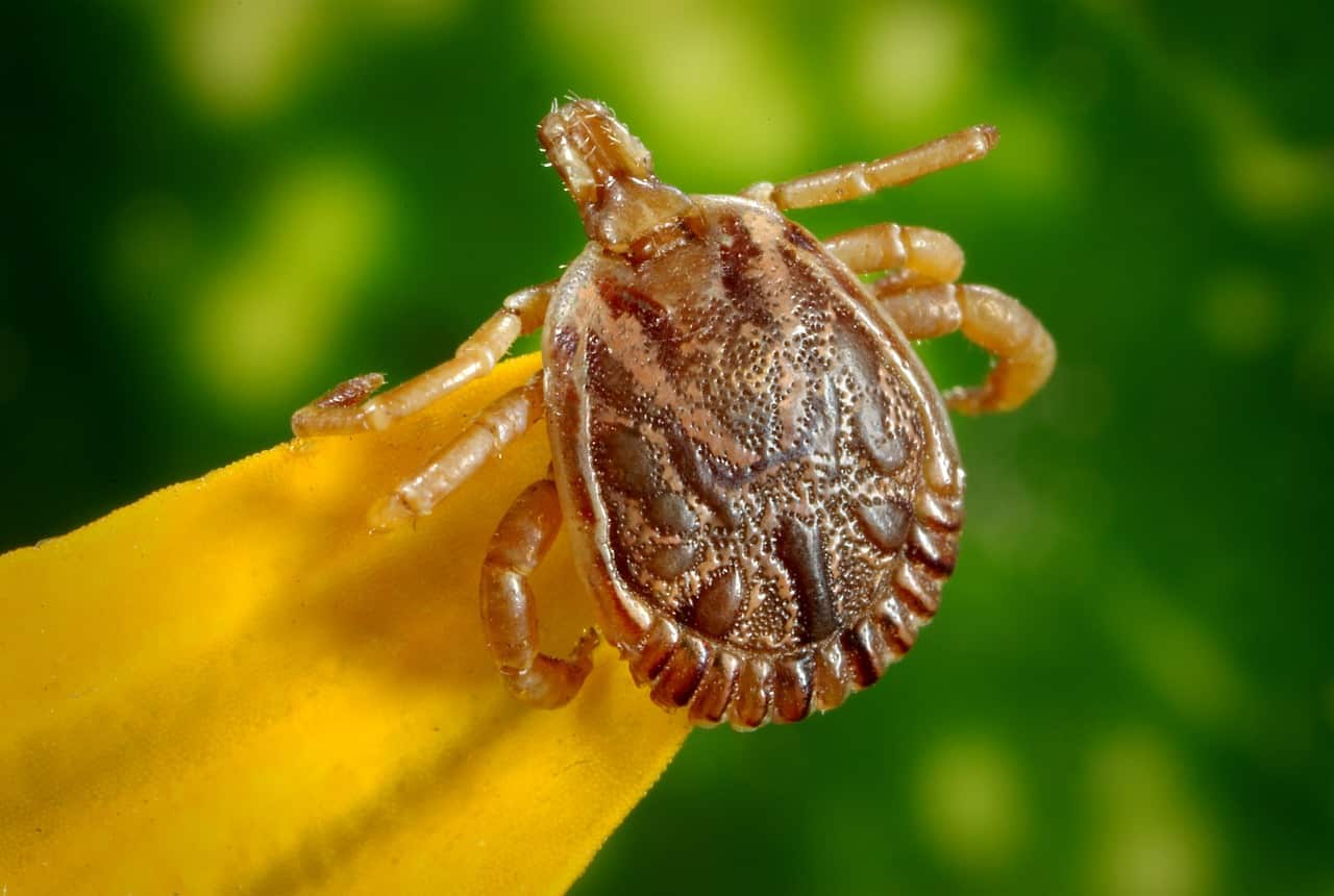 Полезное: Власти Нью-Йорка призывают остерегаться укусов клещей и комаров рис 2