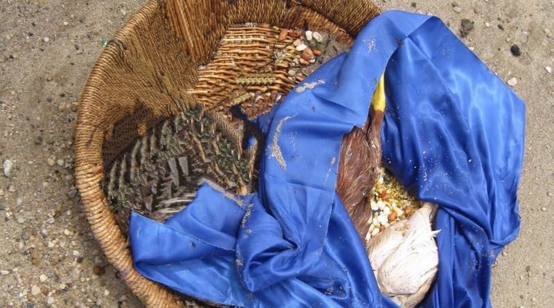 Происшествия: На пляже в Нью-Йорке нашли «ритуально обезглавленных» птиц (фото)