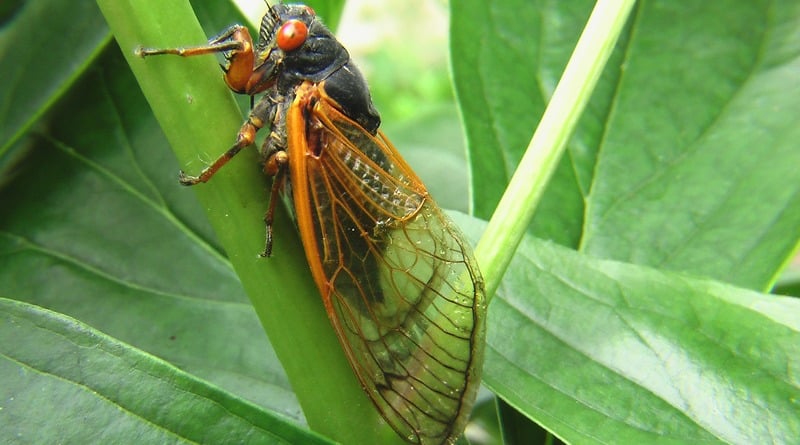 Локальные новости: На штат Нью-Йорк наступают цикады, 17 лет проведшие под землей (фото)