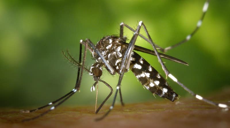 Здоровье: Комары заражают опасным вирусом Кейстоуна не только животных, но и людей