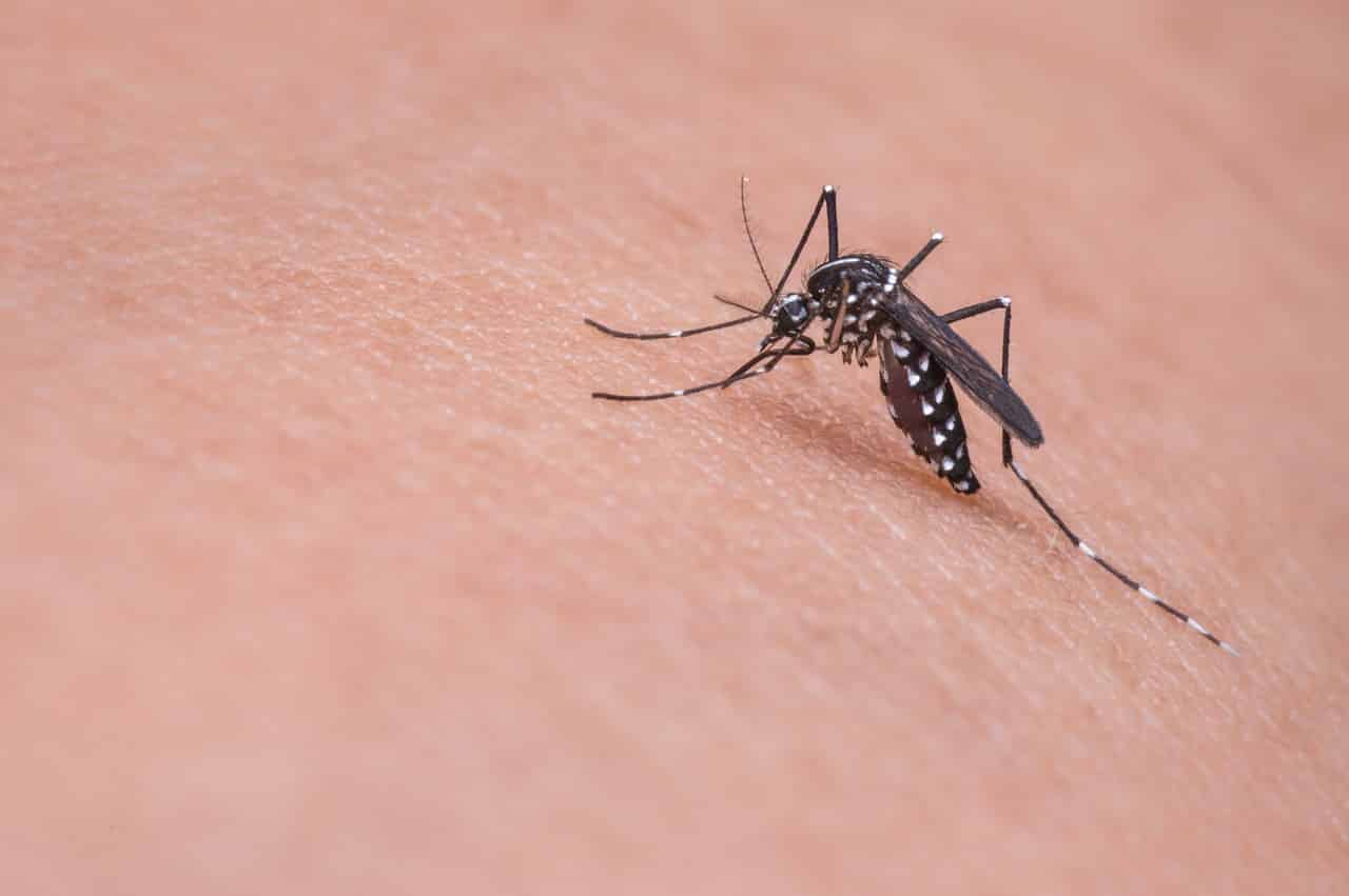 Полезное: комар