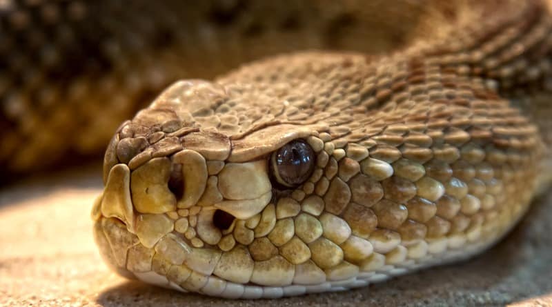 Локальные новости: Жителя Техаса укусила обезглавленная гремучая змея