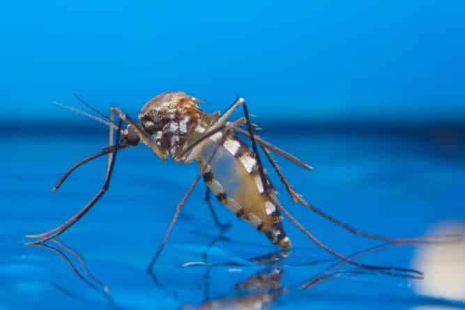 Здоровье: Билл Гейтс вложился в выведение комаров-убийц
