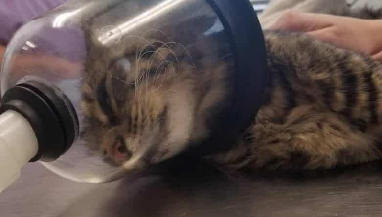 Происшествия: Нелюди: кошка выздоравливает после того, как ей вставили петарду в прямую кишку