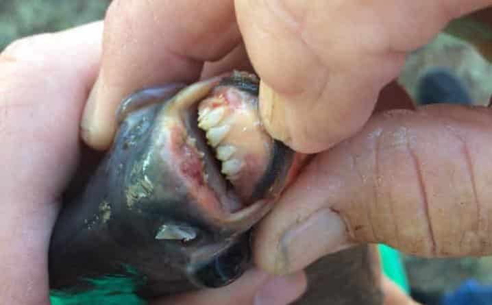 Локальные новости: 11-летняя девочка поймала редкую пиранью с зубами, похожими на человеческие (фото)