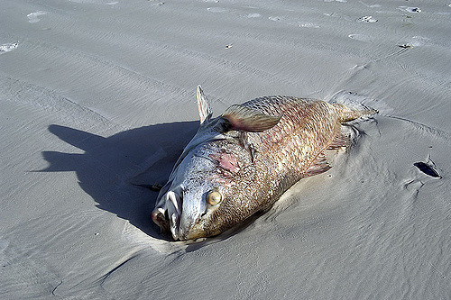 Локальные новости: Во Флориде «красный прилив» спровоцировал мор рыбы беспрецедентных масштабов