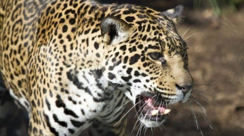 Происшествия: Из вольера зоопарка сбежал ягуар и загрыз 6 животных