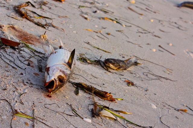 Локальные новости: Во Флориде «красный прилив» спровоцировал мор рыбы беспрецедентных масштабов