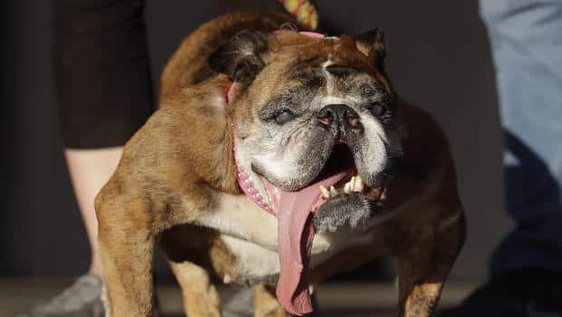 Локальные новости: Умерла «самая уродливая собака в мире»